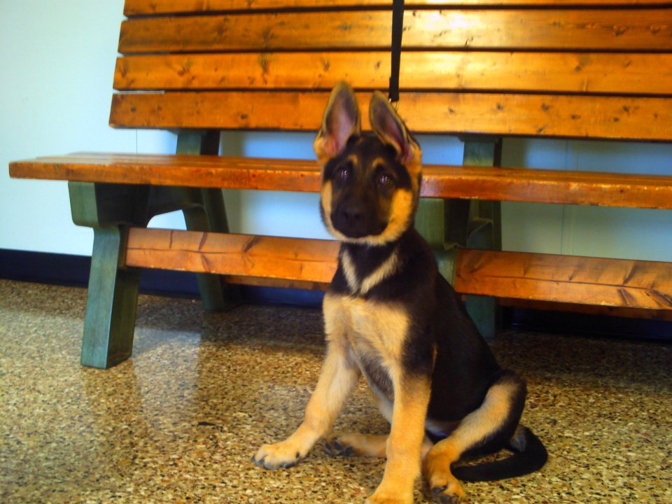 puppy sitting in front of bench