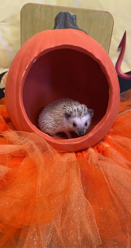 hedgehog in a pumpkin