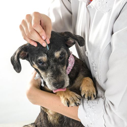 Pet Acupuncture service image