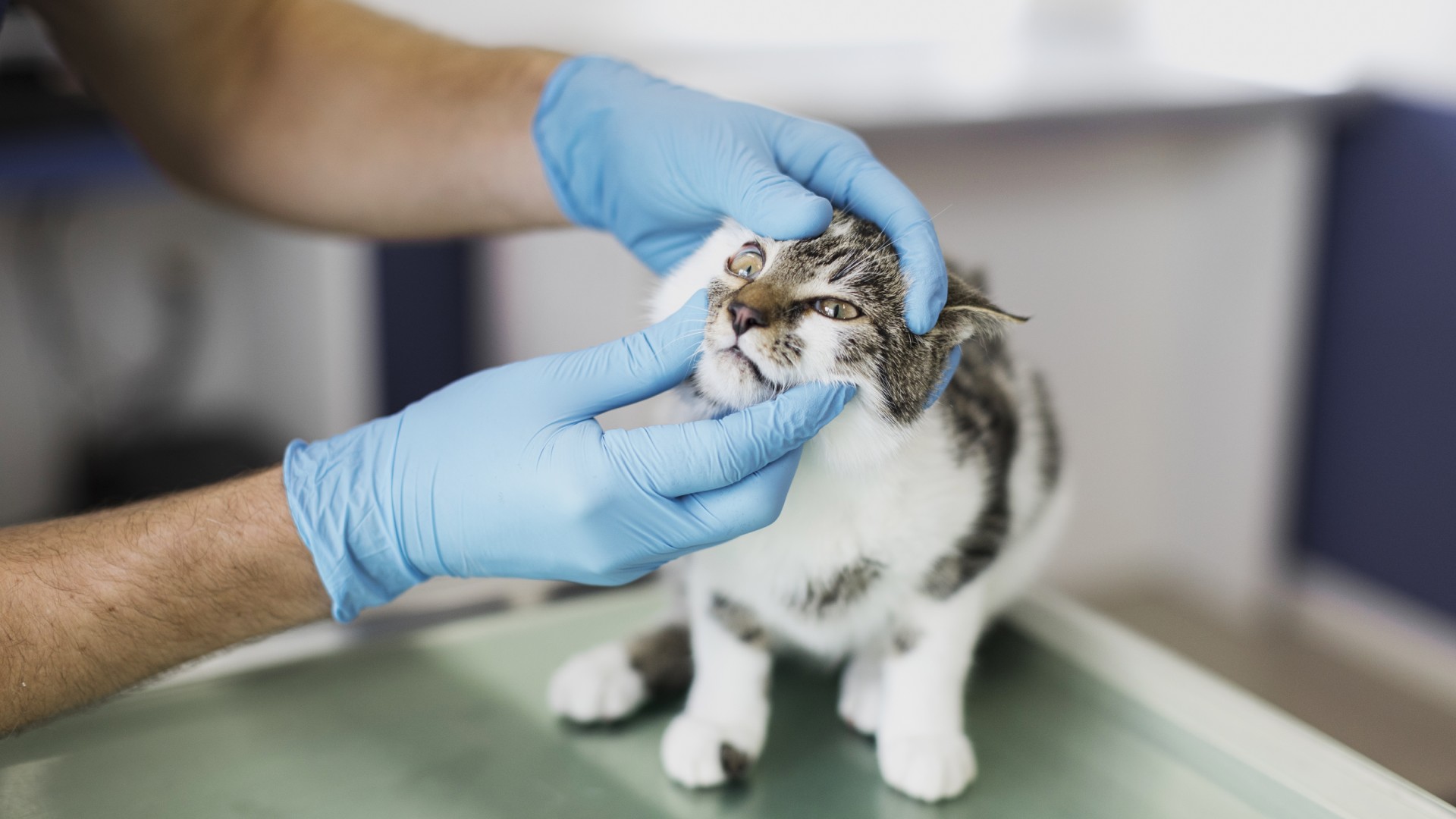 Pet Boarding in Wichita Falls, TX A Caring Heart Vet