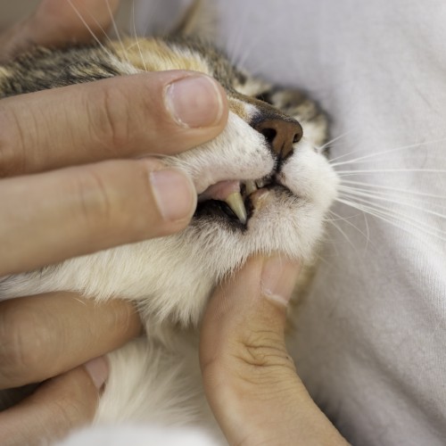 pet dental service image
