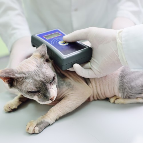 pet microchipping service image