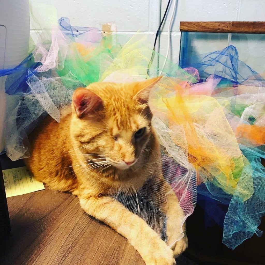 orange cat with fabric