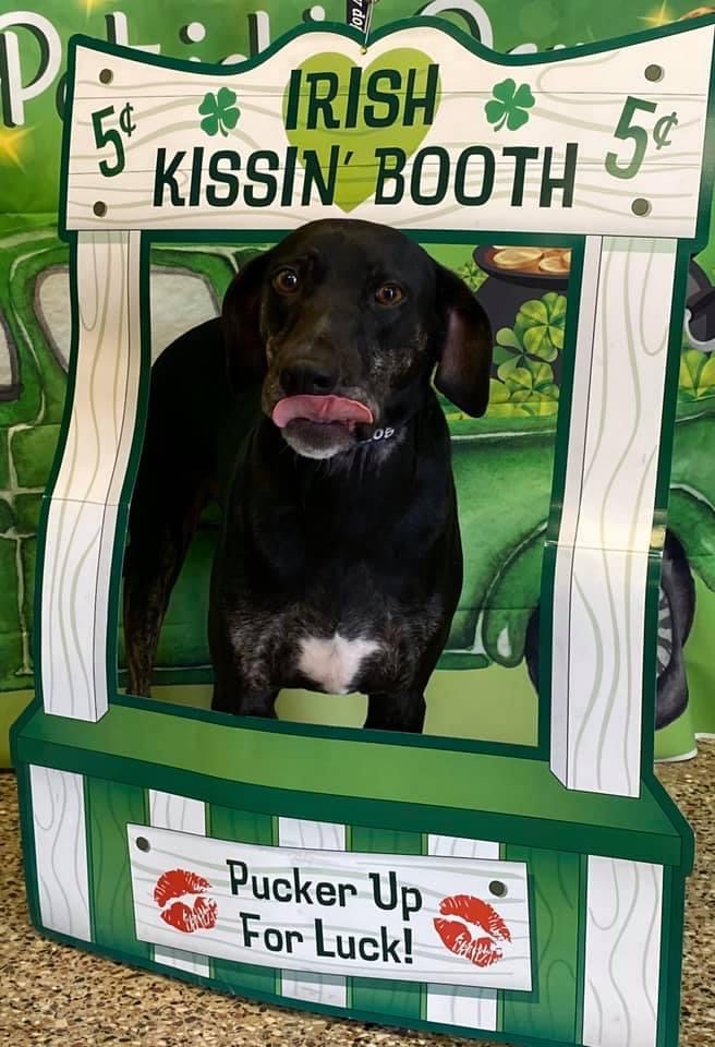 dog in a kissing booth