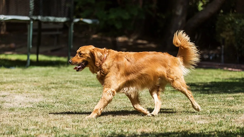 Canine Regenerative Therapies