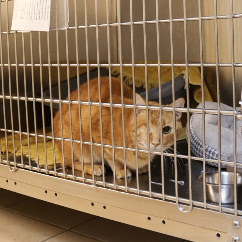 Orange cat in a cage after surgery